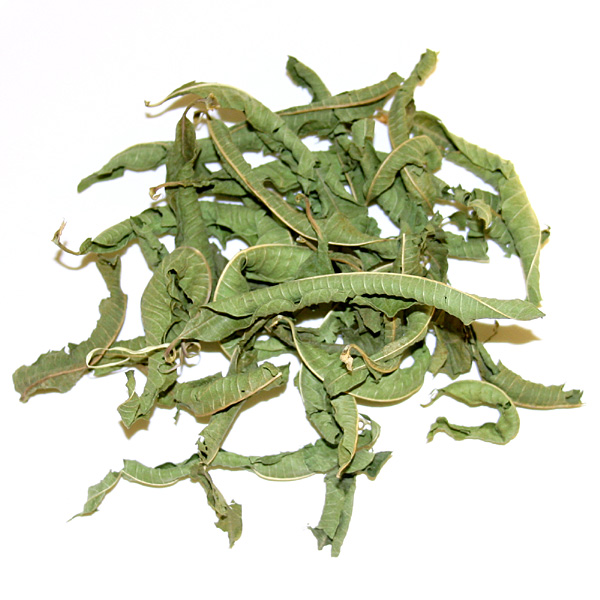 Verbena ganze Blätter